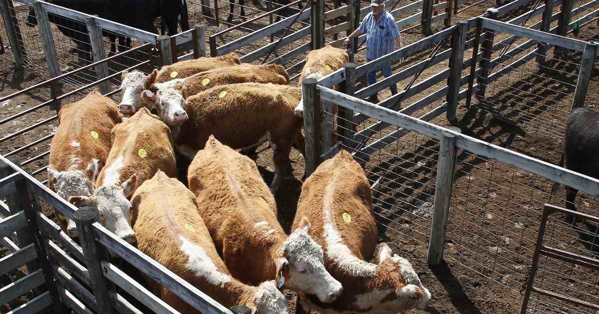 DOGE Cuts to Border Program Blamed for Screwworm Outbreak